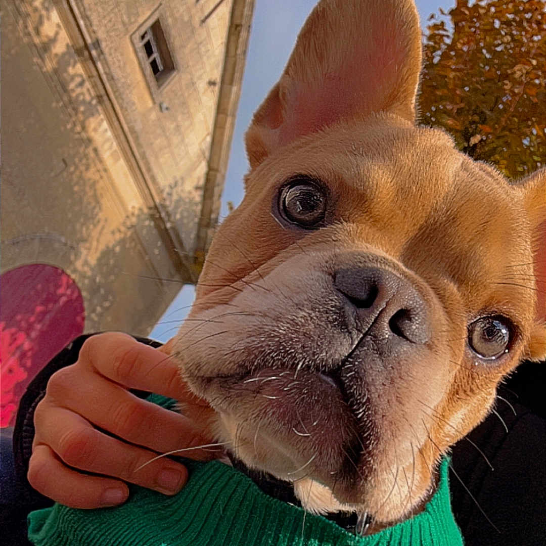 Volt a rejoint le concours — aidez-le/la à gagner de superbes lots ! animal, bodypart, boxer, bulldog, canine, clothing, dog, finger, frenchbulldog, hand, hoodie, hound, knitwear, person, pet, pitbull, puppy, sweater, sweatshirt, terrier