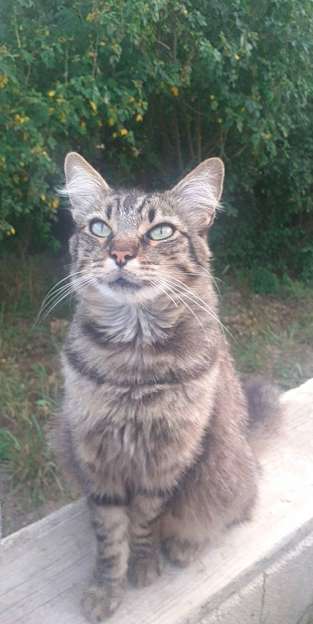 Lucky a rejoint le concours — aidez-le/la à gagner de superbes lots ! carnivore, cat, domestic_short_haired_cat, eye, felidae, fur, grass, lynx, paw, plant, road_surface, sitting, small_to_medium_sized_cats, snout, tail, terrestrial_animal, tree, whiskers, wildlife