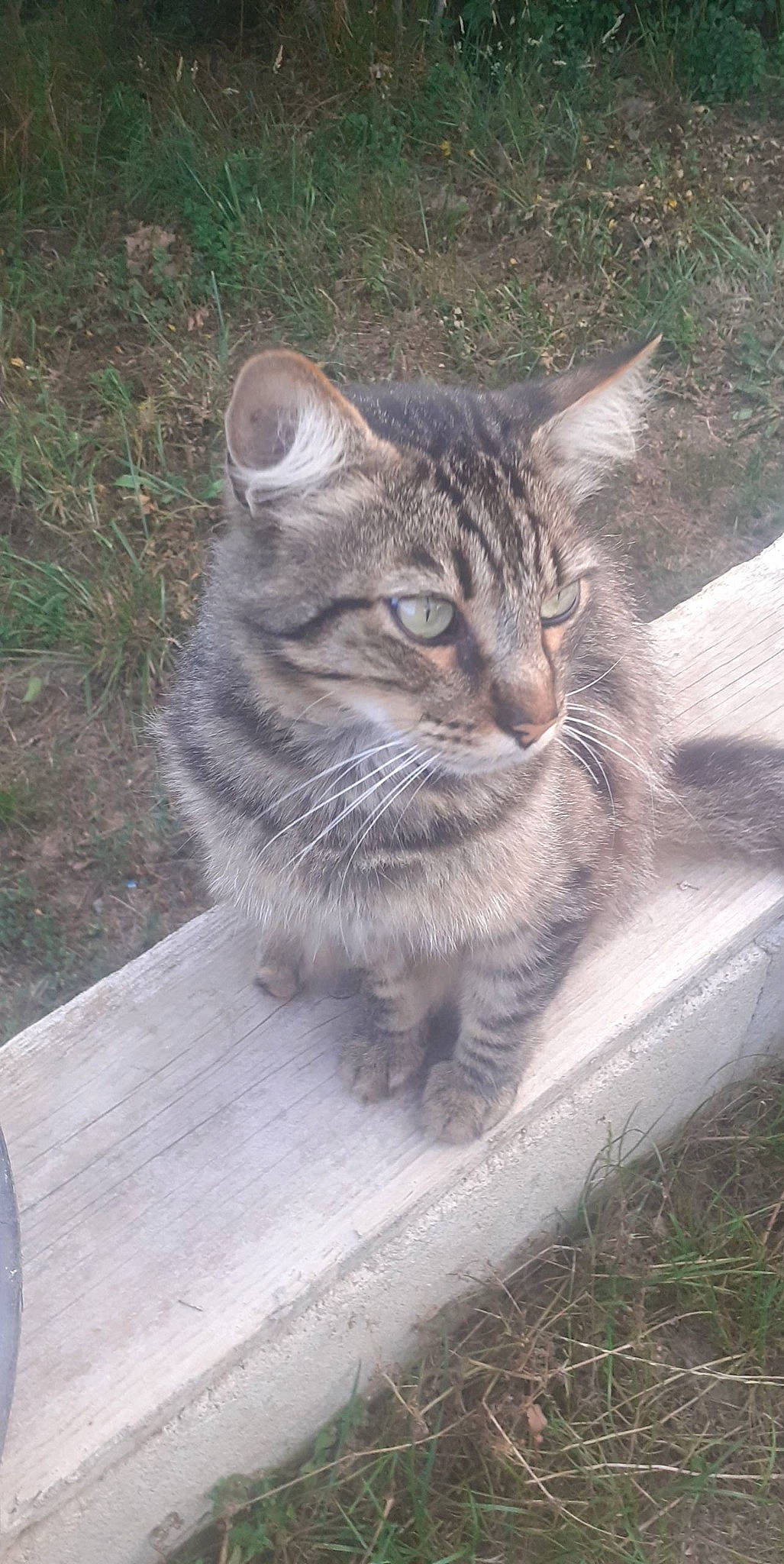 Lucky a rejoint le concours — aidez-le/la à gagner de superbes lots ! carnivore, cat, domestic_short_haired_cat, eye, felidae, fur, grass, grey, groundcover, paw, plant, road_surface, small_to_medium_sized_cats, snout, tail, terrestrial_animal, tree, whiskers, wildlife, wood