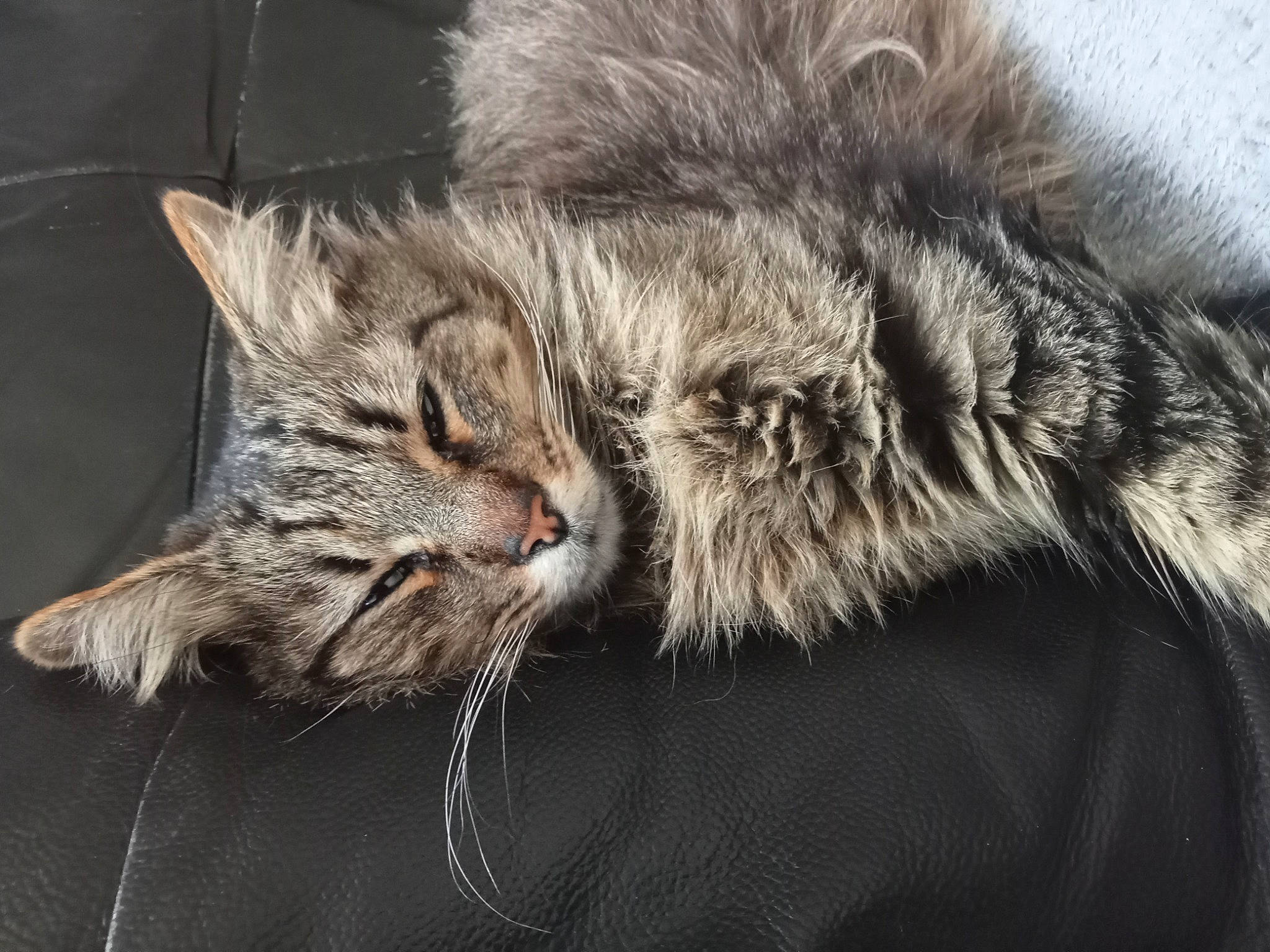 Lucky a rejoint le concours — aidez-le/la à gagner de superbes lots ! carnivore, cat, claw, close_up, comfort, domestic_short_haired_cat, felidae, fur, maine_coon, paw, small_to_medium_sized_cats, snout, tail, terrestrial_animal, whiskers