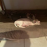 Atlas a rejoint le concours — aidez-le/la à gagner de superbes lots ! dog, bed, cushion, resting, indoor, tile_floor, snuggling, sleeping, pet, animal, brown, white, dark, cozy, companion, relaxed, cute, domestic, floor, quiet