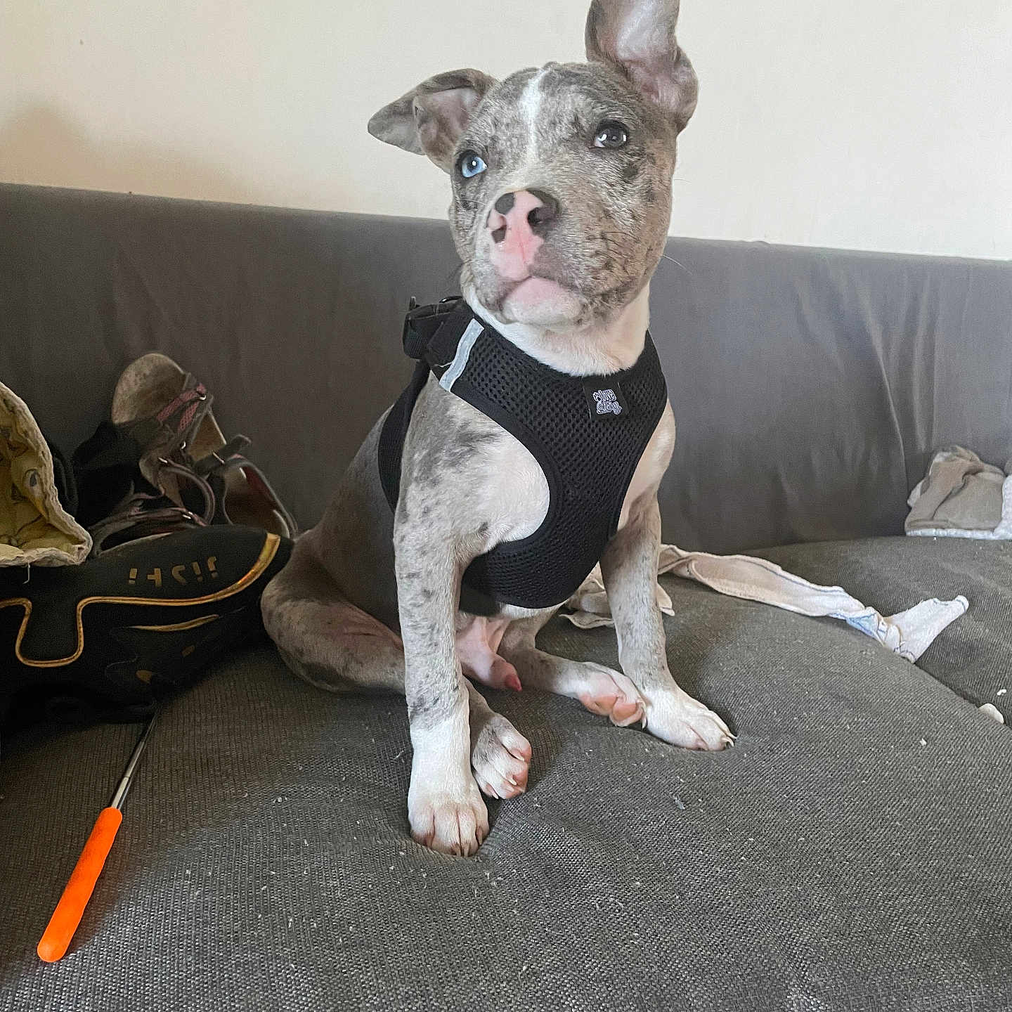 Atlas a rejoint le concours — aidez-le/la à gagner de superbes lots ! animal, black_harness, blue_eye, brown_eye, couch, cute, dog, domestic, ears_up, gray_fabric, household_items, indoor, mixed_color_fur, pet, puppy, relaxed, shoe, sitting, tool, young_dog