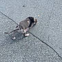 dog, puppy, asphalt, outdoor, sniffing, black_harness, curious, spotted, tail, walking, side_view, pavement, street, pet, young_dog, animal, canine, daylight, exploring, nature