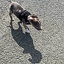 dog, puppy, outdoor, pavement, shadow, harness, pet, animal, sunlight, curious, ears, standing, walking, young, grey, white, short_hair, side_view, daytime, texture