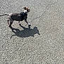 puppy, dog, asphalt, shadow, sunlight, walking, black_harness, outdoor, pet, young_dog, small_dog, playful, daytime, canine, animal, side_view, texture, pavement, sunny, leash