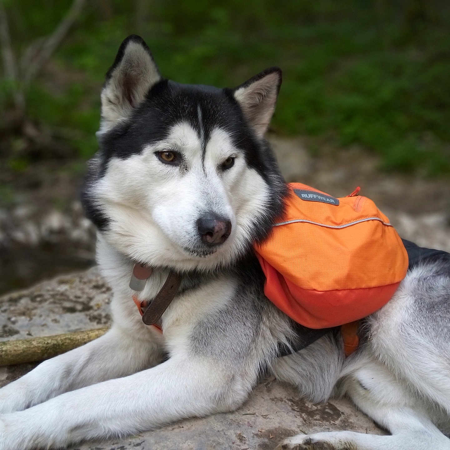 Butch participe au concours pour gagner de l'argent avec cette photo : adventure, animal, backpack, canine, collar, daytime, dog, ears, fur, husky, mammal, nature, outdoor, pet, portrait, relaxing, resting, rock, walking_gear, wildlife
