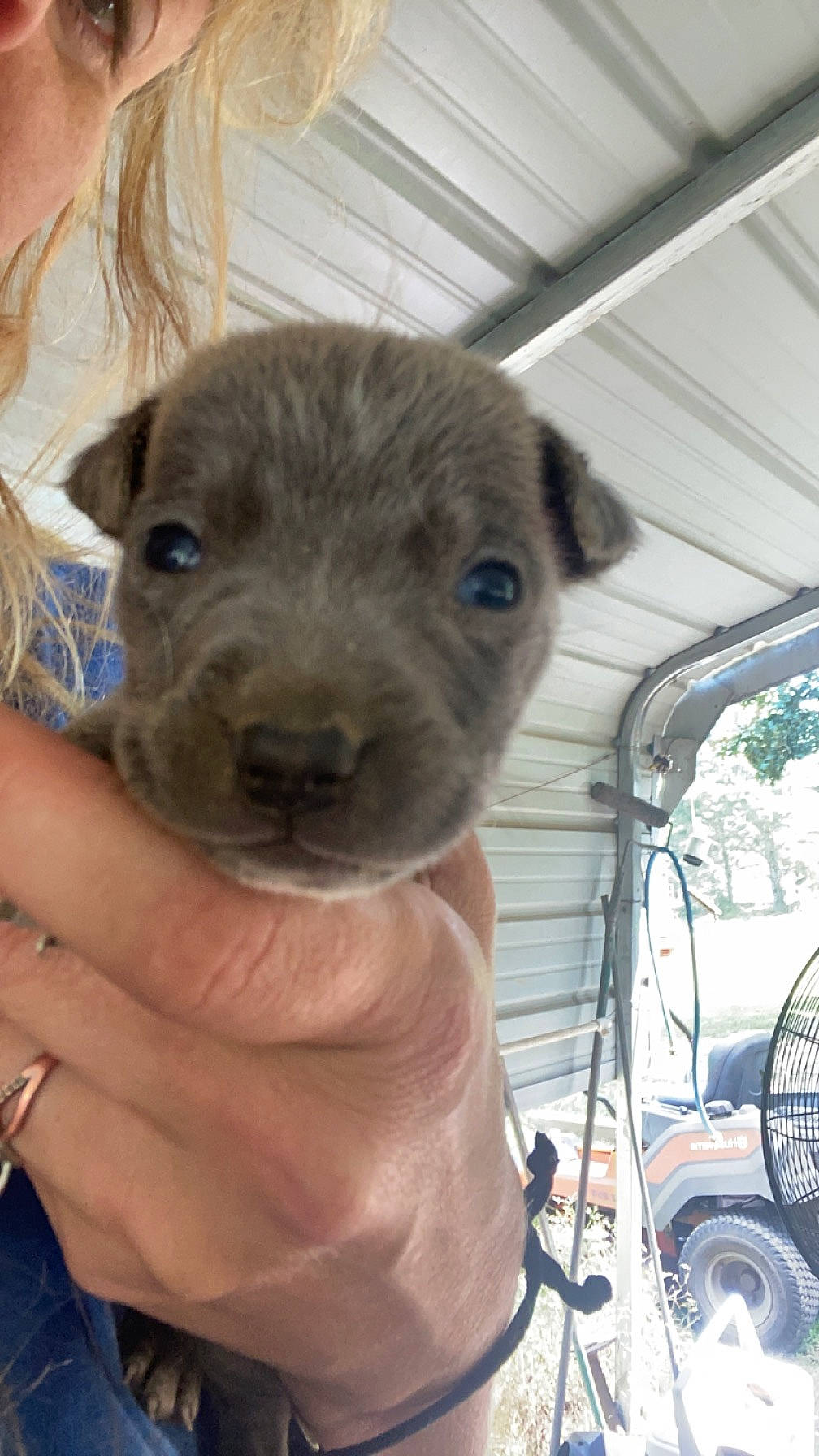 Texas joined the competition — help win amazing prizes! canidae, carnivore, collar, companion_dog, dog, dog_breed, fawn, fur, non_sporting_group, puppy, snout, sporting_group, terrestrial_animal, toy, whiskers, working_animal