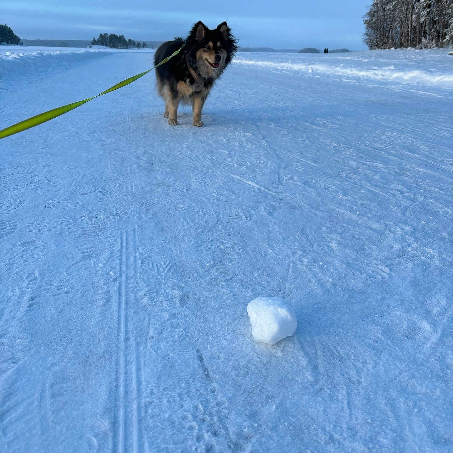 Will is registered to the contest to win money with this photo: animal, cold, daylight, dog, frozen, fur, ice, landscape, leash, nature, outdoor, path, pet, playful, scenery, sky, snow, trees, walking, winter