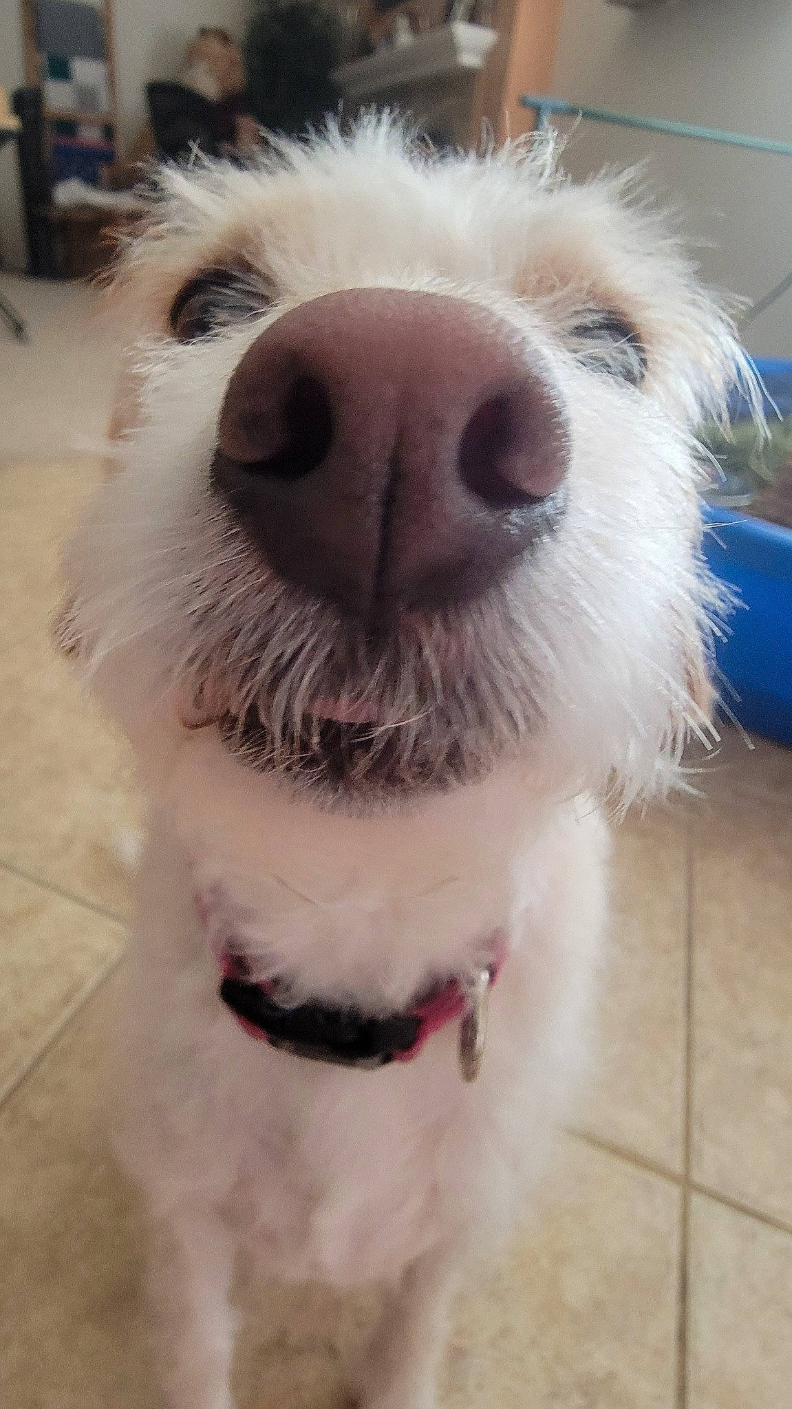 Abigail is registered to the contest to win money with this photo: canidae, carnivore, collar, companion_dog, dog, dog_breed, dog_collar, dog_supply, eyewear, fang, fur, paw, pet_supply, snout, sporting_group, terrier, toy_dog, whiskers, white, working_animal