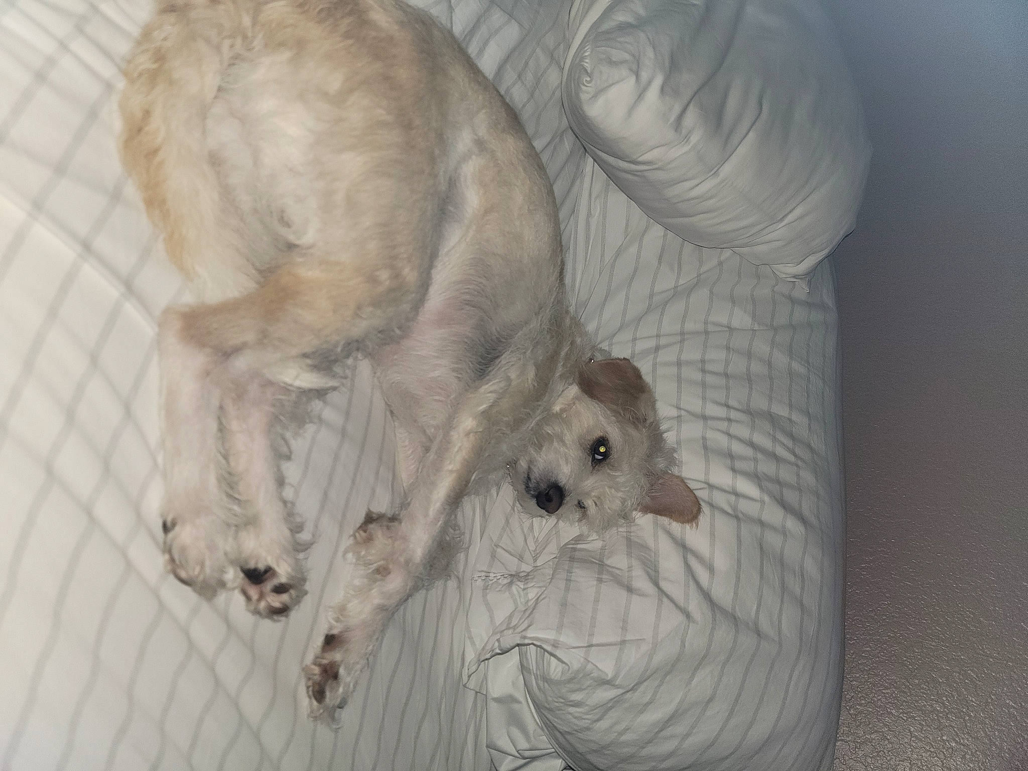 Abigail joined the competition — help win amazing prizes! art, canidae, carnivore, cat, claw, comfort, companion_dog, dog_breed, fawn, felidae, fur, grey, nap, paw, small_to_medium_sized_cats, snout, sporting_group, tail, whiskers, wood