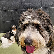 Unknown joined the competition — help win amazing prizes! animal, black_white, brick_wall, brown, close_up, curly_coat, dog, dogs, floor, fluffy, happy, indoor, lying_down, panting, pet, playful, portrait, puppy, shaggy, tongue