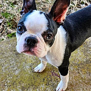 Remy is registered to the contest to win money with this photo: animal_photography, black_and_white, boston_terrier, canine, close_up, companion_animal, dog, facial_expression, large_eyes, moss, nose, outdoor, paws, pet, portrait, short-haired, standing, stone, textured_background, upright_ears