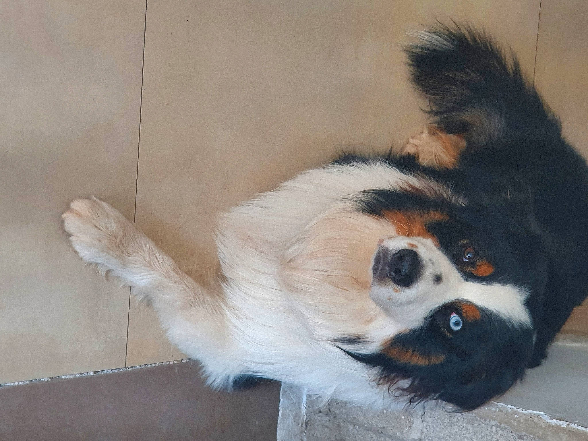 Rocky participe au concours pour gagner de l'argent avec cette photo : balance, canidae, carnivore, companion_dog, dog, dog_breed, fur, japanese_chin, non_sporting_group, paw, snout, sporting_group, tail, terrestrial_animal, toy_dog, whiskers, working_animal, working_dog