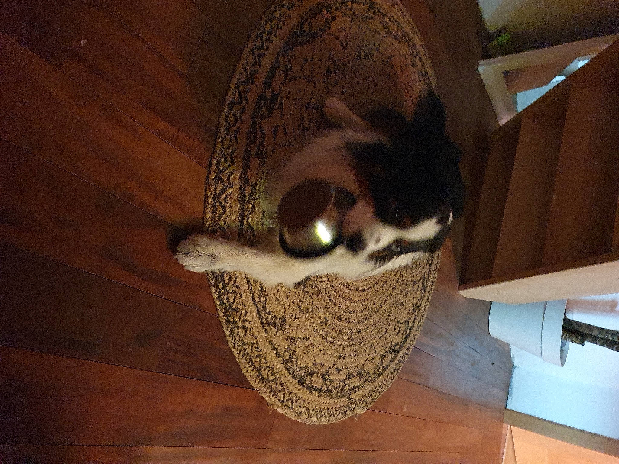 Rocky participe au concours pour gagner de l'argent avec cette photo : basket, carnivore, cat, cat_bed, cat_supply, comfort, fedora, felidae, flooring, fur, hardwood, plywood, room, small_to_medium_sized_cats, tail, whiskers, wicker, wood, wood_flooring, wood_stain