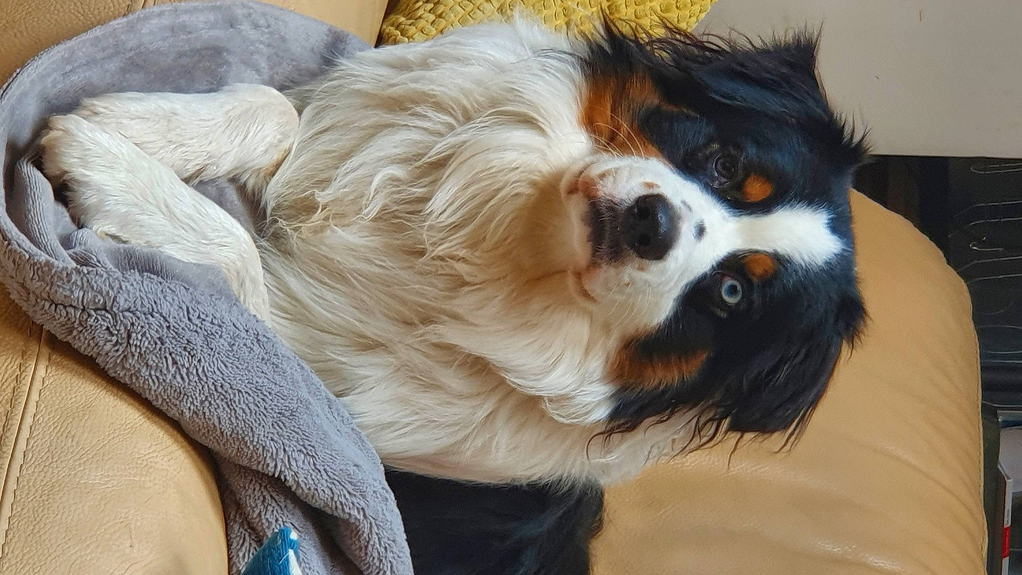 Rocky participe au concours pour gagner de l'argent avec cette photo : canidae, carnivore, cavalier_king_charles_spaniel, companion_dog, dog, dog_breed, fur, snout, sporting_group, terrestrial_animal, toy_dog, whiskers, working_animal