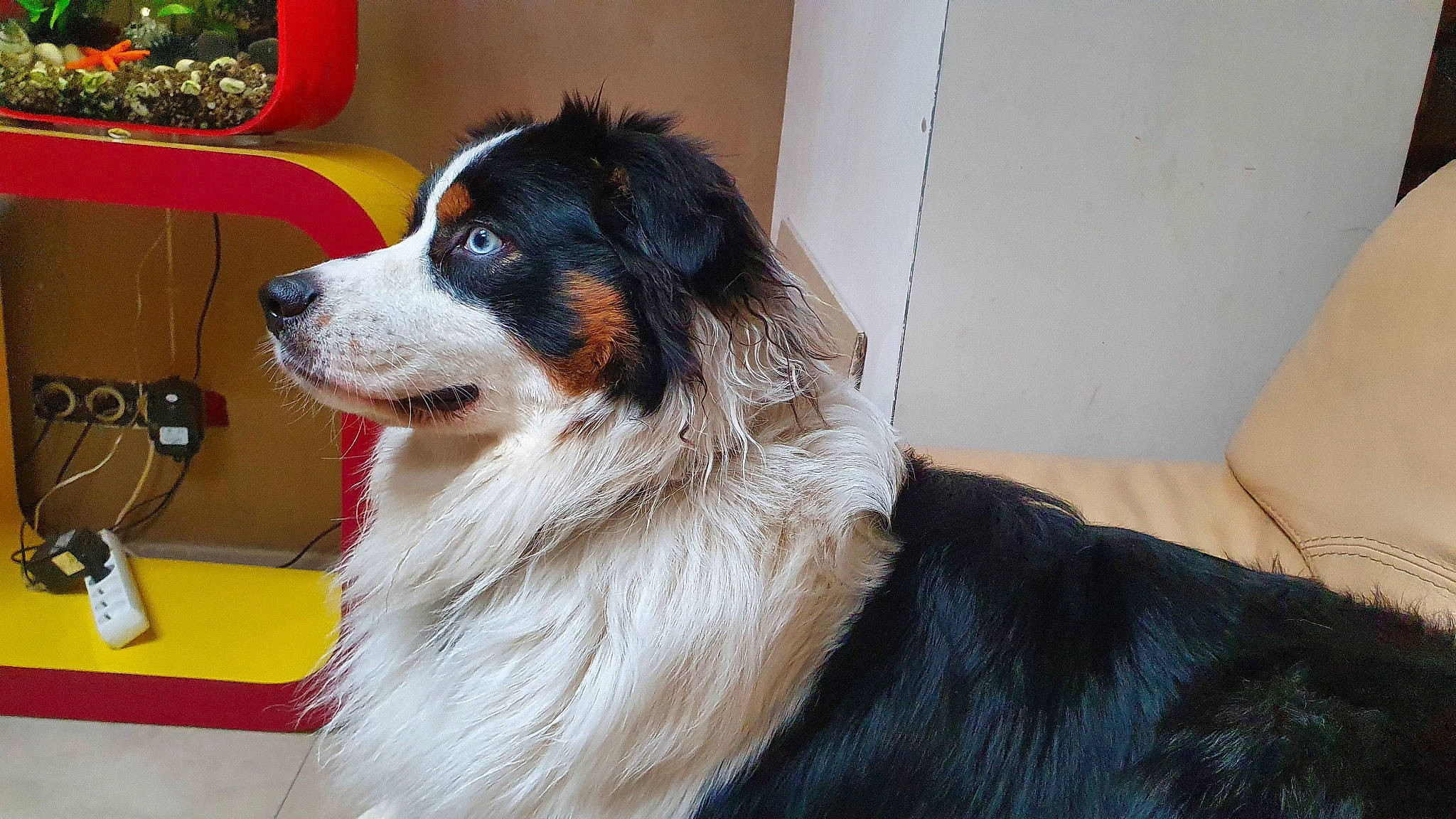 Rocky participe au concours pour gagner de l'argent avec cette photo : border_collie, canidae, carnivore, companion_dog, dog, dog_breed, fur, herding_dog, plant, smile, snout, sporting_group, whiskers, working_animal, working_dog