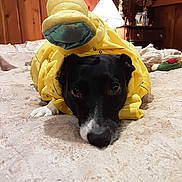 Angel is registered to the contest to win money with this photo: adorable, animal, banana, bedroom, black_and_white, blanket, costume, cozy, cute, dog, expression, home, indoor, lamp, lying_down, pet, playful, resting, texture, wooden_wall