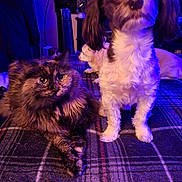 Teddy joined the competition — help win amazing prizes! cat, dog, plaid_blanket, indoor, purple_lighting, small_dog, tortoiseshell_cat, furry, pets, animal, resting, standing, cozy, companion, curious, background, domestic, cute, fur, relaxed