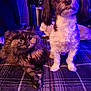 cat, dog, plaid_blanket, indoor, purple_lighting, small_dog, tortoiseshell_cat, furry, pets, animal, resting, standing, cozy, companion, curious, background, domestic, cute, fur, relaxed