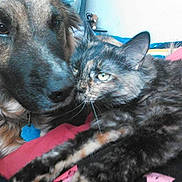 Luna is registered to the contest to win money with this photo: dog, cat, close_up, snuggling, tortoiseshell_cat, pet, animal, indoor, furry, friendship, cozy, blanket, cute, companion, resting, portrait, face, fur, domestic_animal, relaxation