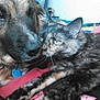 dog, cat, close_up, snuggling, tortoiseshell_cat, pet, animal, indoor, furry, friendship, cozy, blanket, cute, companion, resting, portrait, face, fur, domestic_animal, relaxation