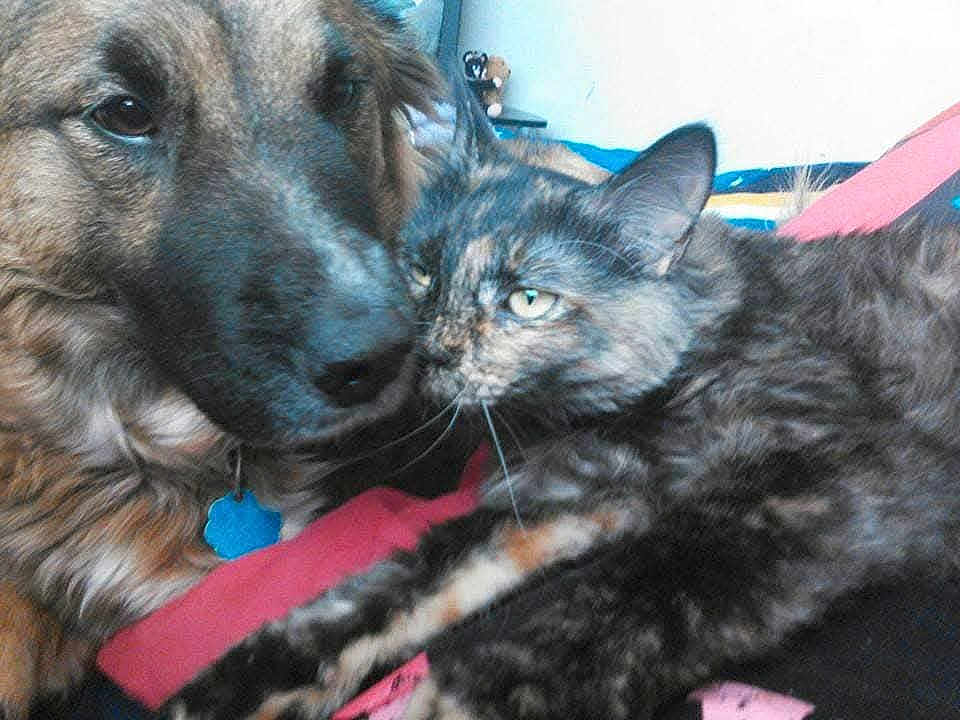 Luna is registered to the contest to win money with this photo: dog, cat, close_up, snuggling, tortoiseshell_cat, pet, animal, indoor, furry, friendship, cozy, blanket, cute, companion, resting, portrait, face, fur, domestic_animal, relaxation