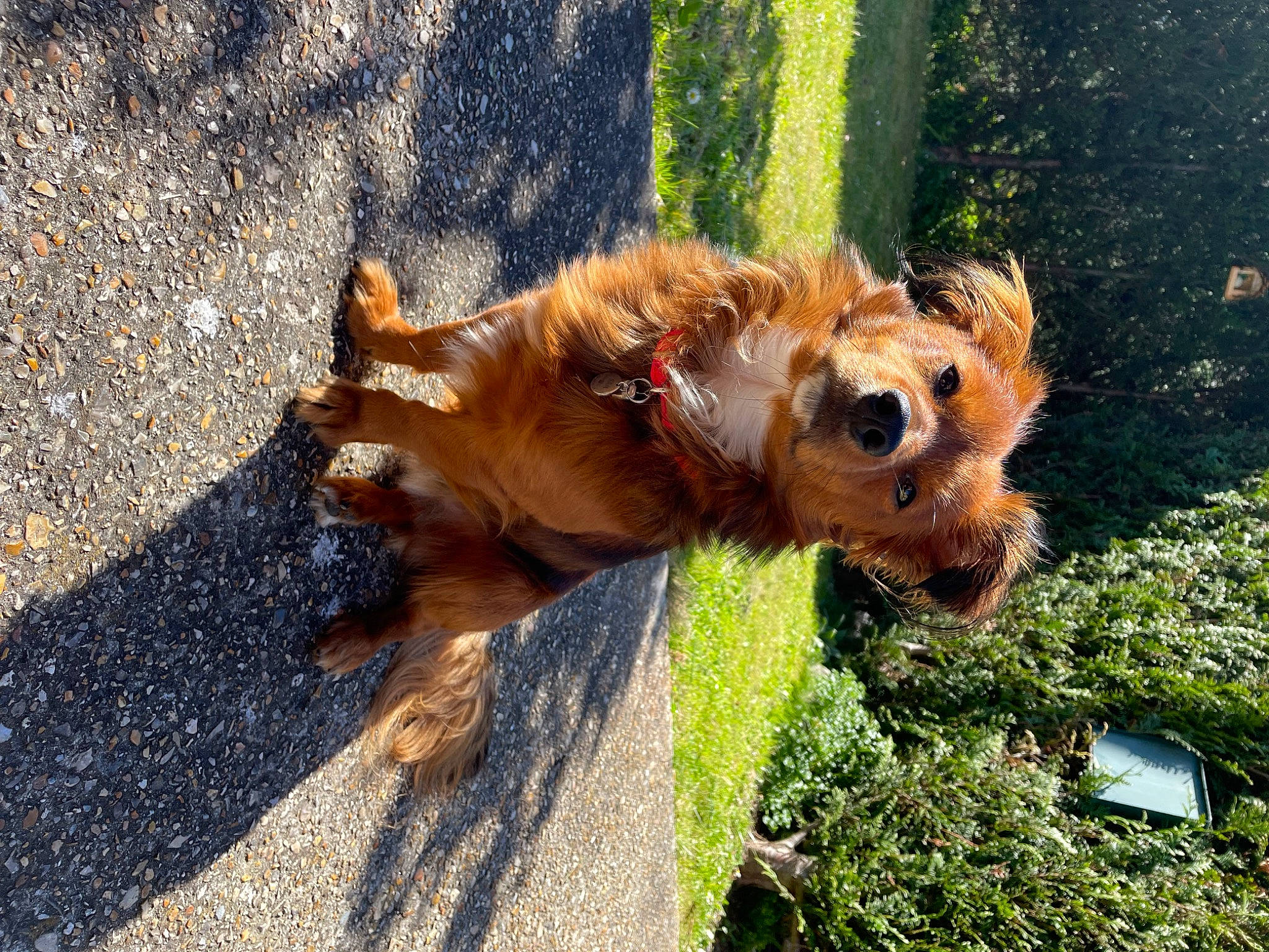 Sam
