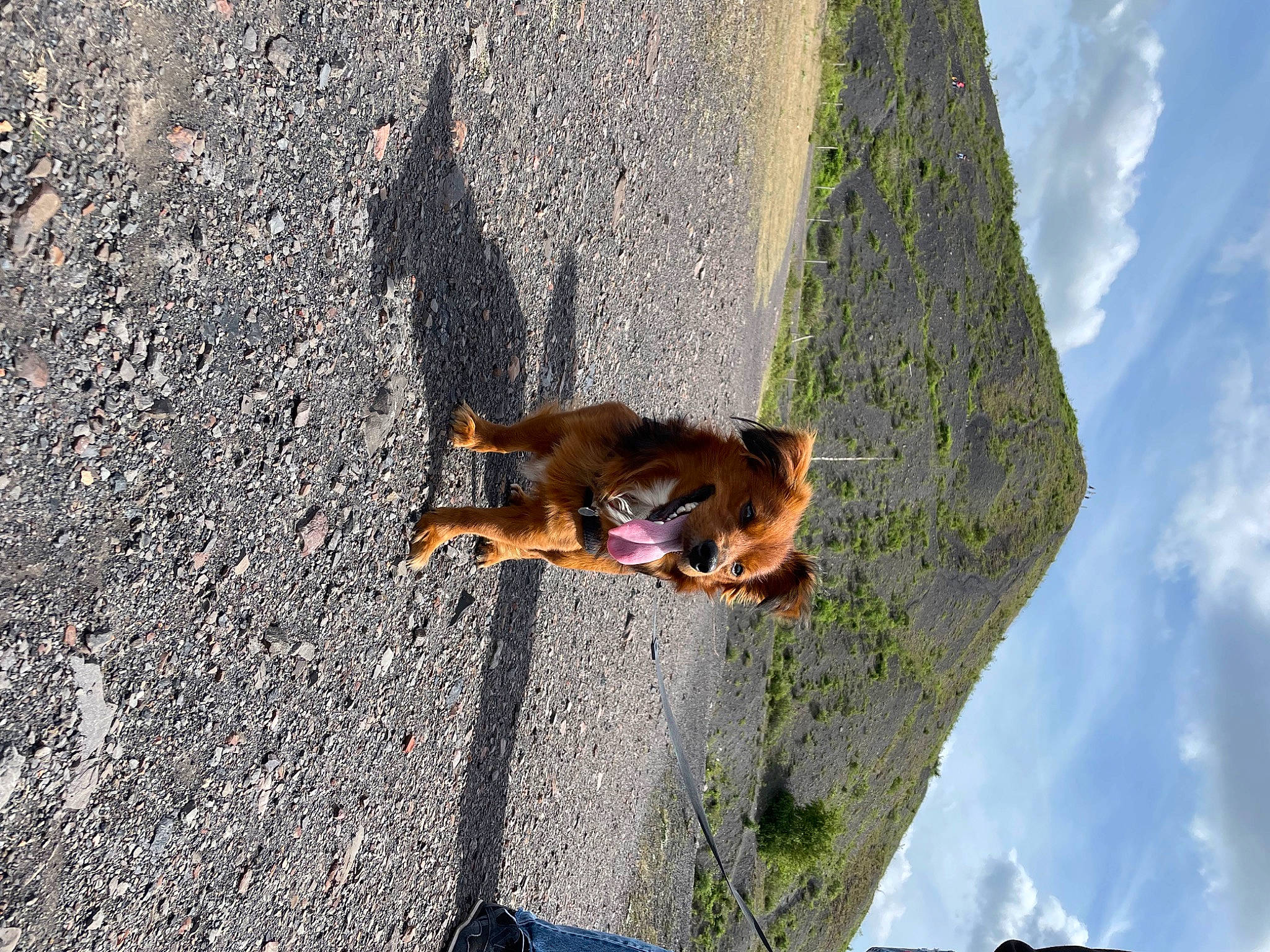 Sam participe au concours pour gagner de l'argent avec cette photo : asphalt, canidae, carnivore, cloud, collar, companion_dog, dog, dog_breed, dog_supply, fawn, grass, pet_supply, plant, road_surface, rock, sky, snout, sporting_group, tar, working_animal