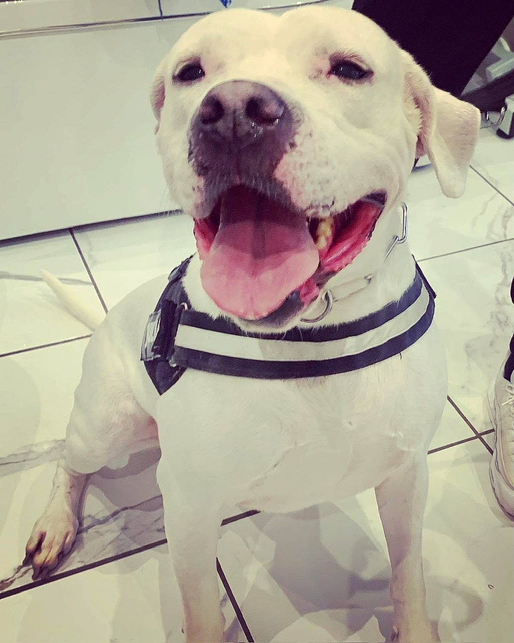 Molly participe au concours pour gagner de l'argent avec cette photo : canidae, carnivore, collar, companion_dog, dog, dog_breed, dog_collar, fang, fawn, happy, leash, metal, pet_supply, puppy_love, selfie, snout, sporting_group, whiskers, working_animal, working_dog