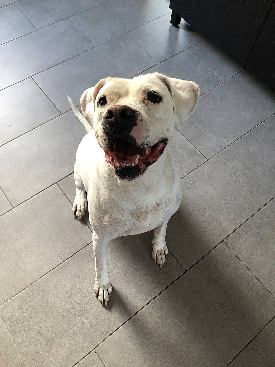 Molly a rejoint le concours — aidez-le/la à gagner de superbes lots ! canidae, carnivore, collar, companion_dog, dog, dog_breed, dog_collar, dog_supply, fawn, floor, flooring, leash, pet_supply, road_surface, snout, sporting_group, tail, tile_flooring, whiskers, working_animal