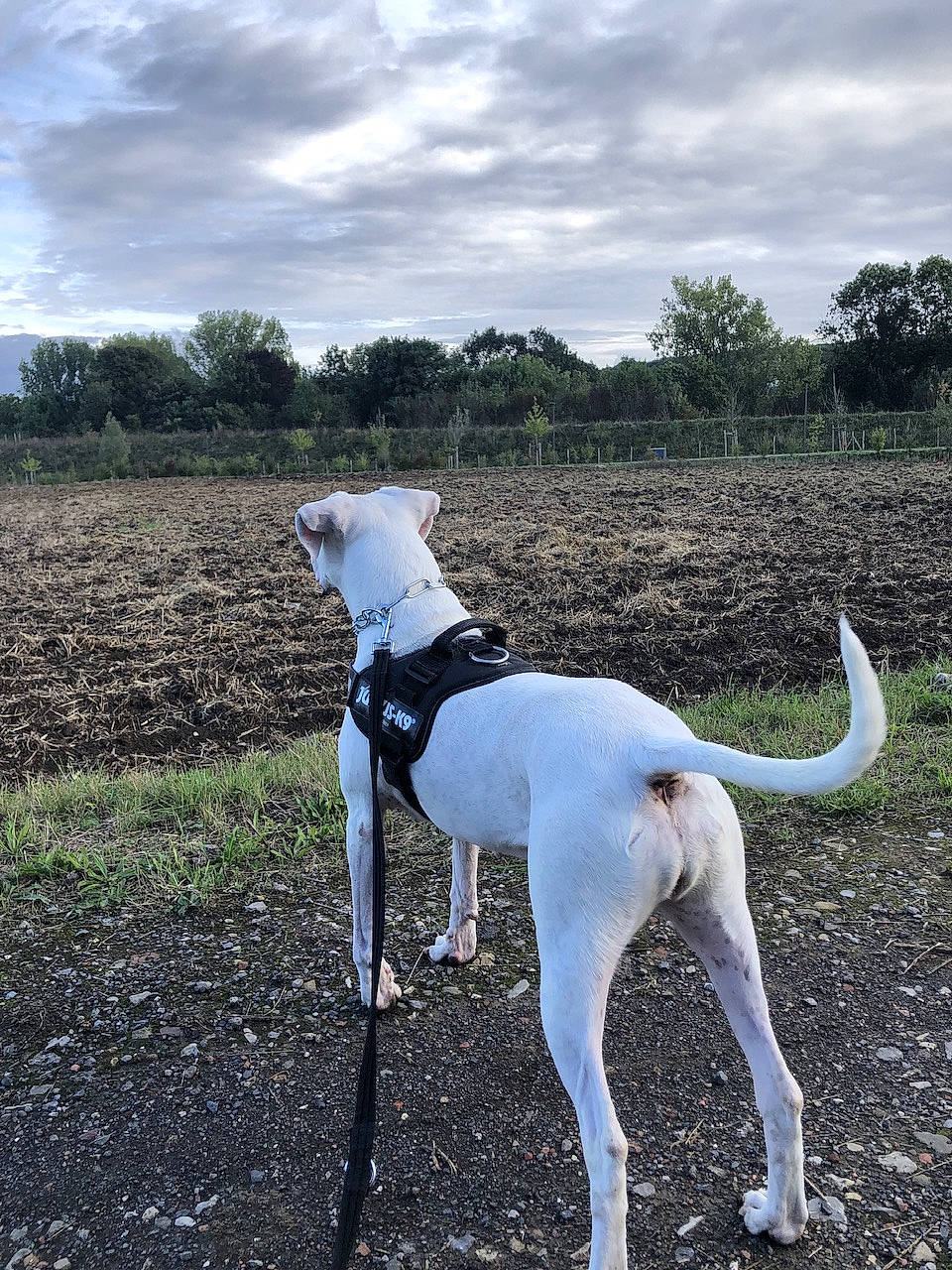 Molly a rejoint le concours — aidez-le/la à gagner de superbes lots ! canidae, carnivore, cloud, collar, companion_dog, dog, dog_breed, dog_collar, fawn, grass, landscape, pet_supply, plant, rampur_greyhound, sky, sporting_group, tail, terrestrial_animal, tree, working_animal