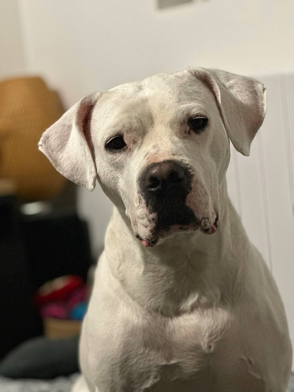 Molly a rejoint le concours — aidez-le/la à gagner de superbes lots ! canidae, carnivore, collar, companion_dog, dog, dog_breed, dog_collar, eye, fawn, fur, monochrome, monochrome_photography, non_sporting_group, sporting_group, whiskers, working_animal