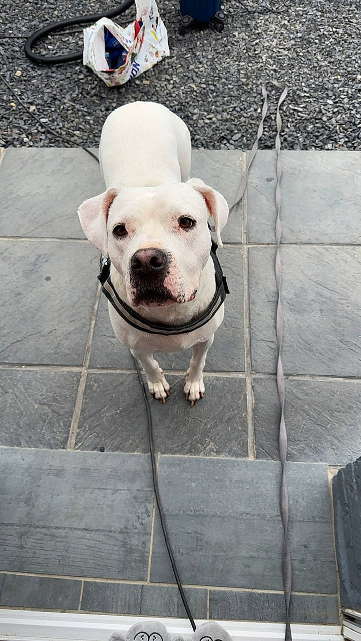 Molly a rejoint le concours — aidez-le/la à gagner de superbes lots ! canidae, carnivore, collar, companion_dog, concrete, dog, dog_breed, dog_collar, fawn, flooring, grey, leash, line, road, road_surface, sidewalk, snout, sporting_group, street, working_animal