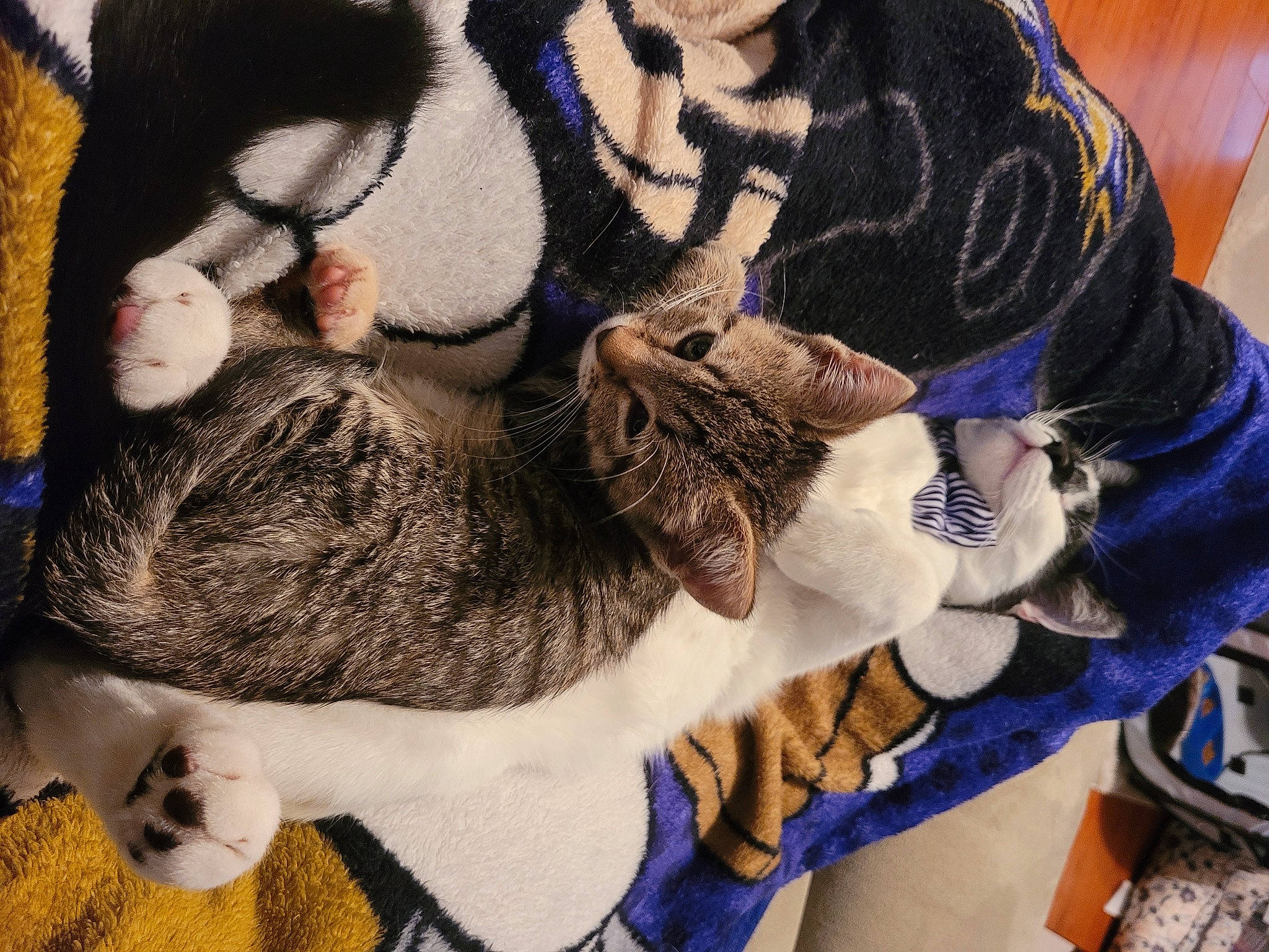 Artemis And Marshall is registered to the contest to win money with this photo: beard, carnivore, cat, comfort, companion_dog, eyewear, fawn, felidae, fur, gesture, mammal, moustache, selfie, small_to_medium_sized_cats, textile, toy, tree, vertebrate, whiskers, wool