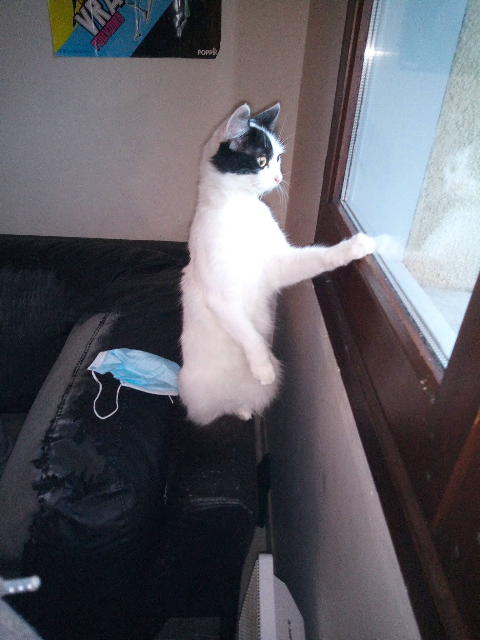 Minnie participe au concours pour gagner de l'argent avec cette photo : carnivore, cat, comfort, domestic_short_haired_cat, eye, felidae, formal_wear, fur, room, sitting, small_to_medium_sized_cats, snout, tail, whiskers, window, windshield