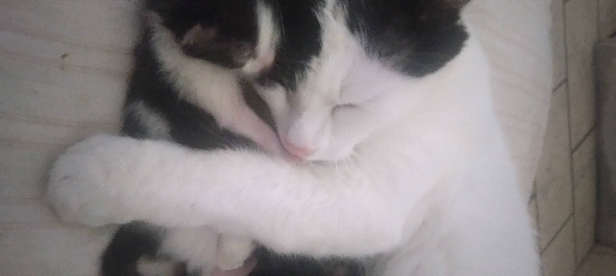 Minnie participe au concours pour gagner de l'argent avec cette photo : carnivore, cat, claw, comfort, domestic_short_haired_cat, eye, felidae, fur, human_body, leg, monochrome, monochrome_photography, nap, paw, sky, sleep, small_to_medium_sized_cats, snout, tail, whiskers