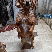 Buffy joined the competition — help win amazing prizes! dog, dogs, puppy, golden_dog, brown_fur, floppy_ears, standing, upright, wide_eyes, portrait, pet, animal, kennel, cage, indoor, tile_floor, blanket, brick, adorable, funny
