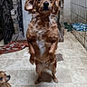 dog, dogs, puppy, golden_dog, brown_fur, floppy_ears, standing, upright, wide_eyes, portrait, pet, animal, kennel, cage, indoor, tile_floor, blanket, brick, adorable, funny