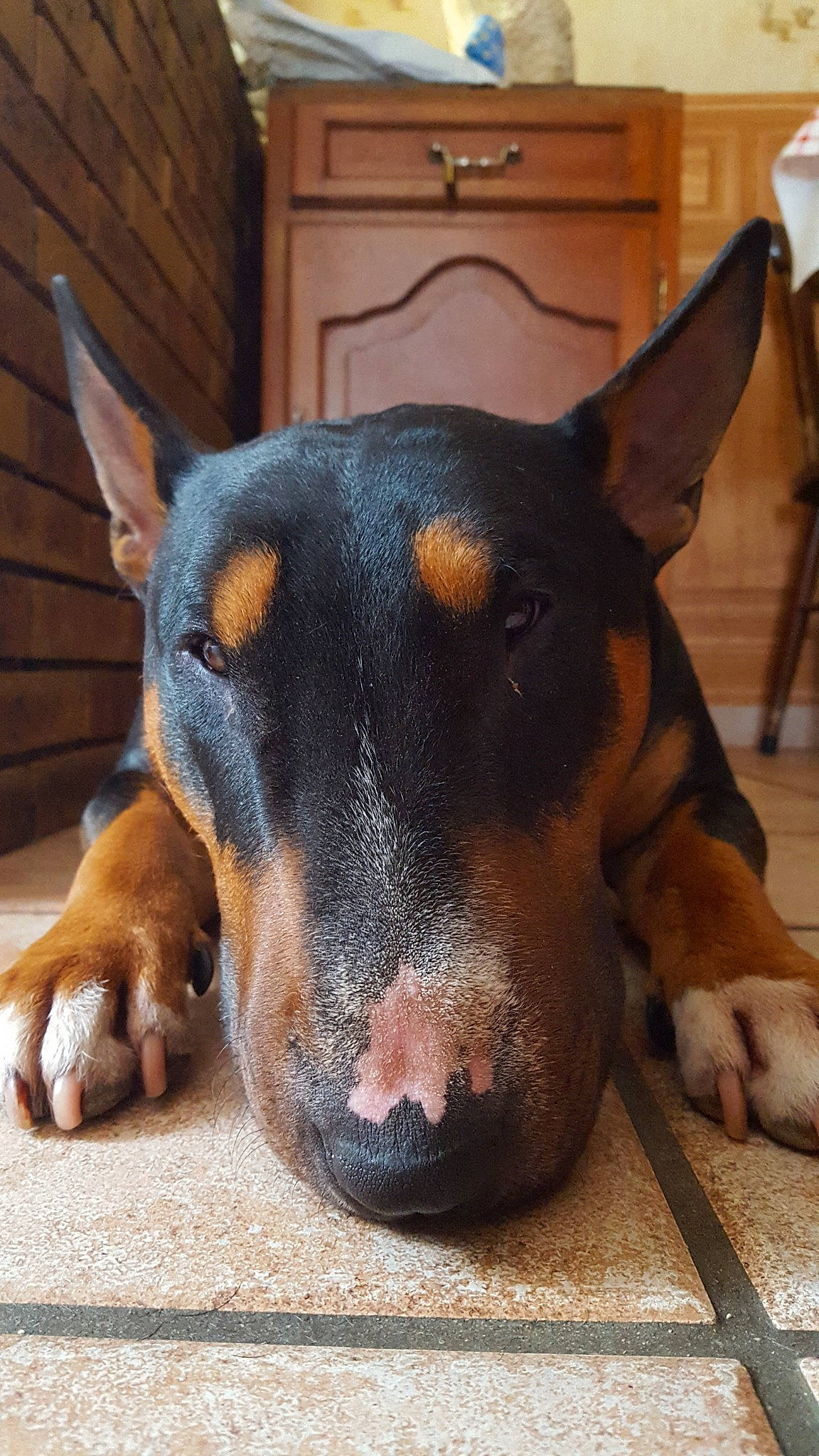 Haston a rejoint le concours — aidez-le/la à gagner de superbes lots ! beauceron, black_and_tan_terrier, canidae, carnivore, dobermann, dog, dog_breed, ear, fawn, german_pinscher, guard_dog, mammal, manchester_terrier, miniature_pinscher, nose, pinscher, snout, toy_manchester_terrier, vertebrate, whiskers