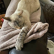 Zelda participe au concours pour gagner de l'argent avec cette photo : animal, armrest, blanket, cat, comfort, cozy, cute, fur, furniture, home, indoor, leather, nap, peaceful, pet, relaxation, resting, sleeping, soft, tabby