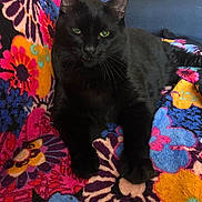 Ray Charles is registered to the contest to win money with this photo: animal, black_cat, blanket, cat, colorful, companion, cozy, cute, domestic_cat, feline, floral_pattern, fur, green_eyes, indoor, paw, pet, relaxing, resting, sofa, whiskers