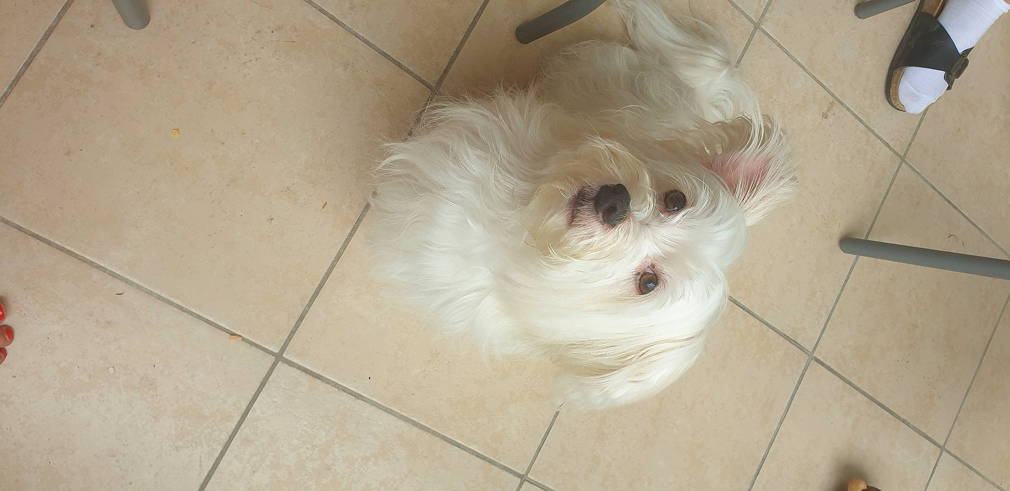 Neo a rejoint le concours — aidez-le/la à gagner de superbes lots ! canidae, carnivore, companion_dog, dog, dog_breed, flooring, fur, mal_shi, maltepoo, poodle_crossbreed, shih_poo, shih_tzu, small_terrier, snout, sporting_group, terrier, tile_flooring, toy_dog, whiskers, working_animal