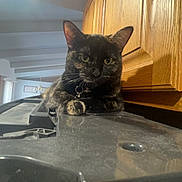 Marvin joined the competition — help win amazing prizes! cat, tortoiseshell, indoor, kitchen, wooden_cabinets, furniture, domestic_animal, pet, curious, resting, dusty_surface, natural_light, animal_face, whiskers, ears, claw, collar, black_surface, reflection, home