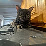 cat, tortoiseshell, indoor, kitchen, wooden_cabinets, furniture, domestic_animal, pet, curious, resting, dusty_surface, natural_light, animal_face, whiskers, ears, claw, collar, black_surface, reflection, home