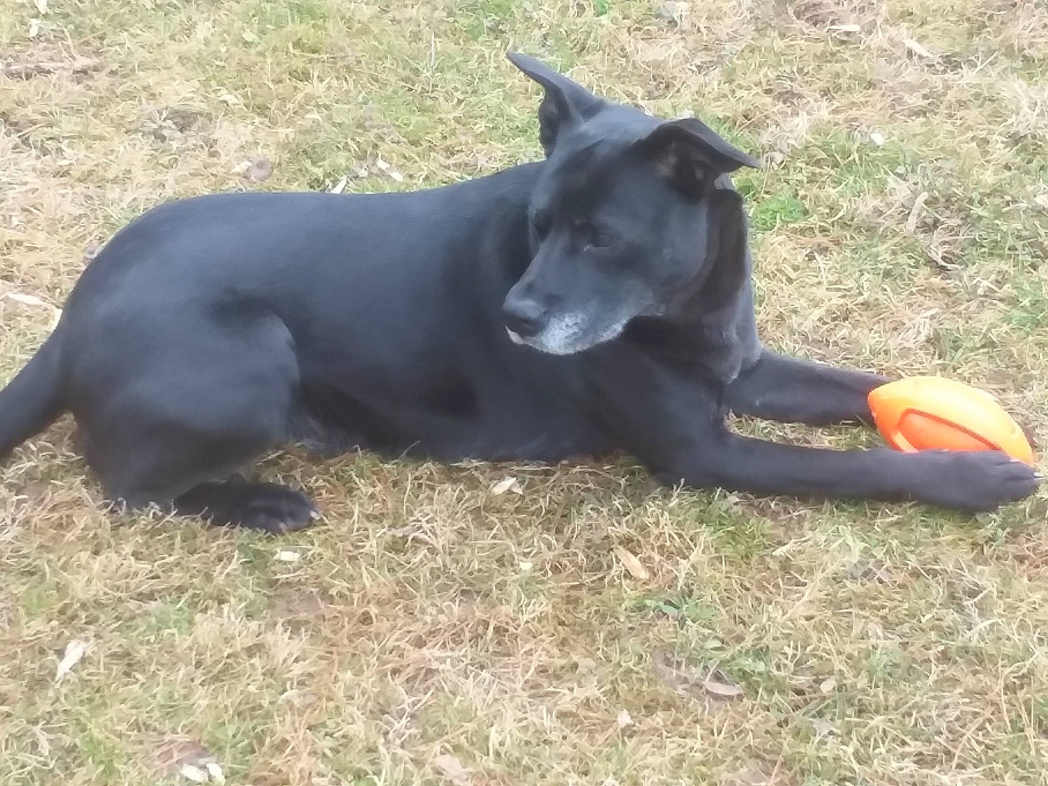 Claire joined the competition — help win amazing prizes! canidae, canis_panther, carnivore, companion_dog, dog, dog_breed, grass, guard_dog, hunting_dog, labrador_retriever, mammal, patterdale_terrier, snout, sporting_group, vertebrate