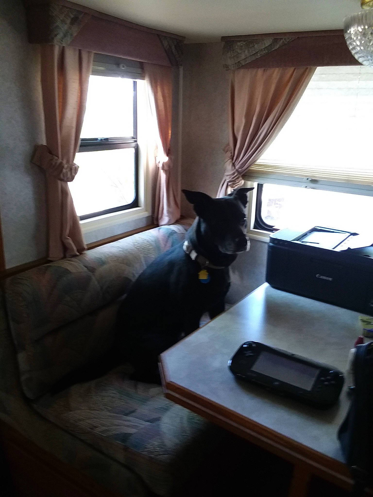 Claire joined the competition — help win amazing prizes! carnivore, cat, comfort, curtain, furniture, house, interior_design, room, table, window