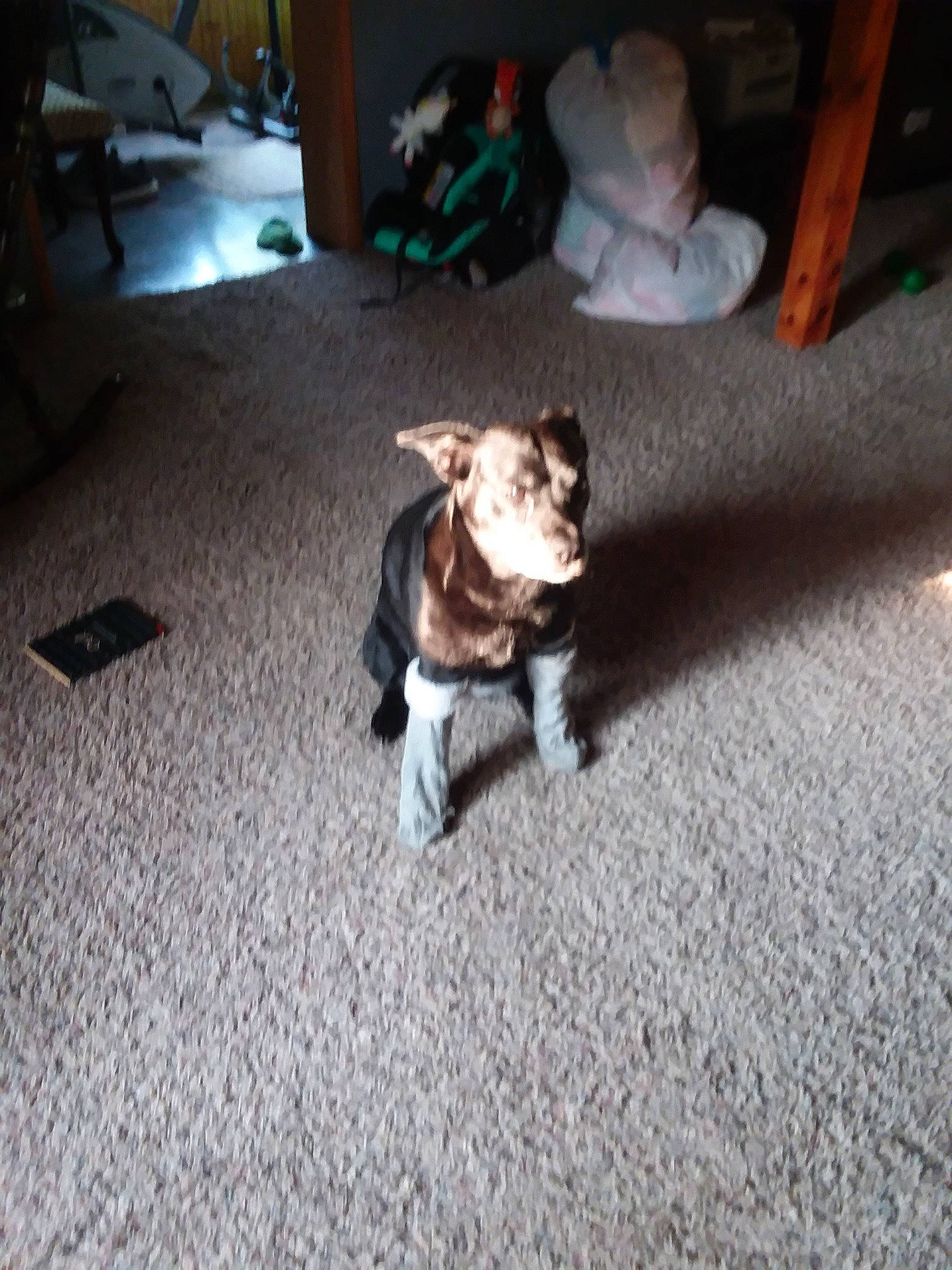 Claire is registered to the contest to win money with this photo: canidae, carnivore, dog, dog_breed, fawn, floor, flooring, mammal, non_sporting_group, puppy, sporting_group, vertebrate