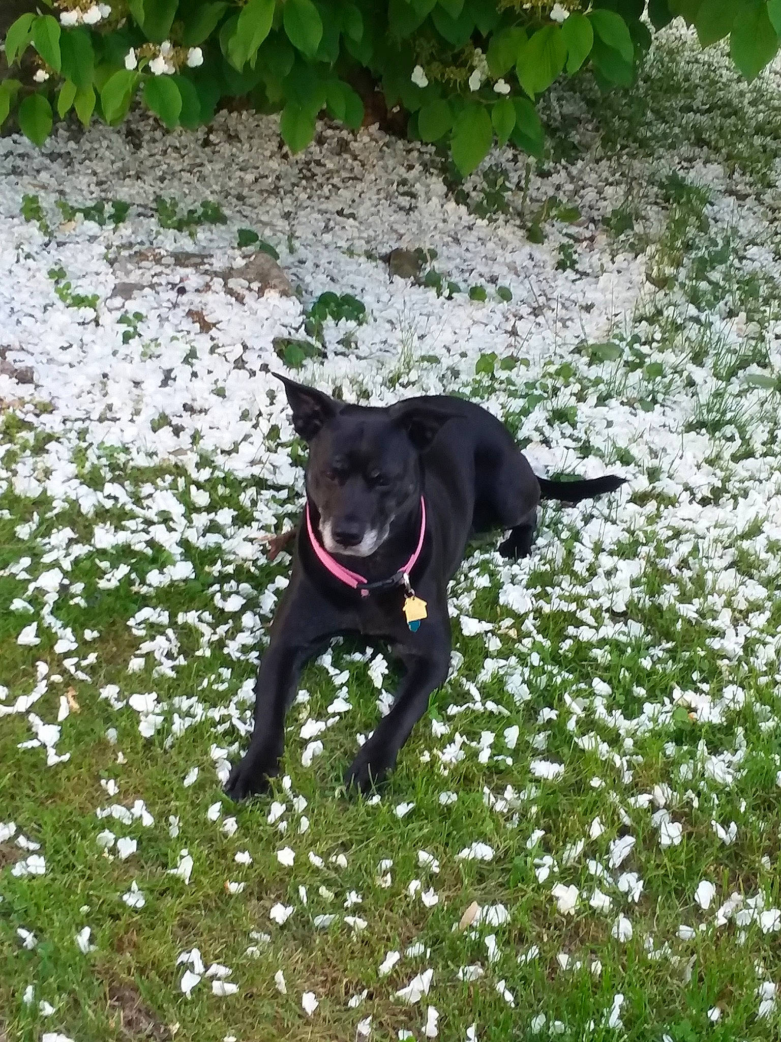 Claire joined the competition — help win amazing prizes! australian_kelpie, borador, canidae, carnivore, dog, dog_breed, flower, formosan_mountain_dog, gladiolus, grass, hunting_dog, labrador_retriever, mammal, patterdale_terrier, plant, puppy, sporting_group, tail