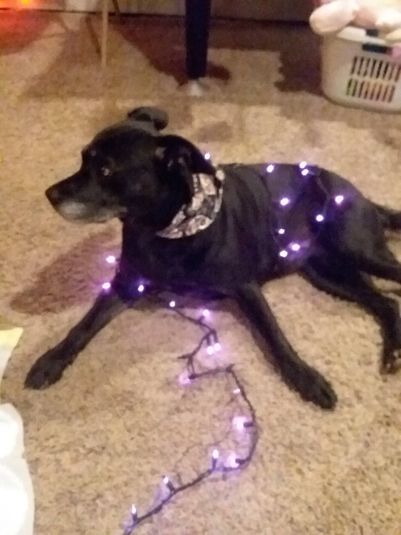 Claire is registered to the contest to win money with this photo: beagador, canidae, carnivore, companion_dog, dog, dog_breed, labrador_retriever, sporting_group