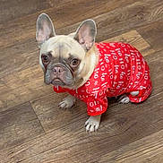 Paris joined the competition — help win amazing prizes! dog, french_bulldog, pet, indoors, wooden_floor, clothing, onesie, red, festive, holiday, ho_ho_ho, cute, small_dog, animal, sitting, looking_up, ears_up, expression, domestic, floor